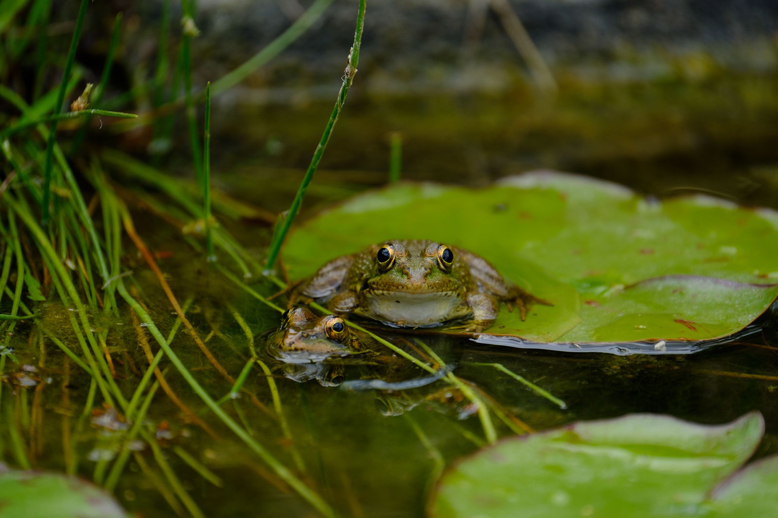 20180517_140726_Jardin-Botanico_5085.jpg