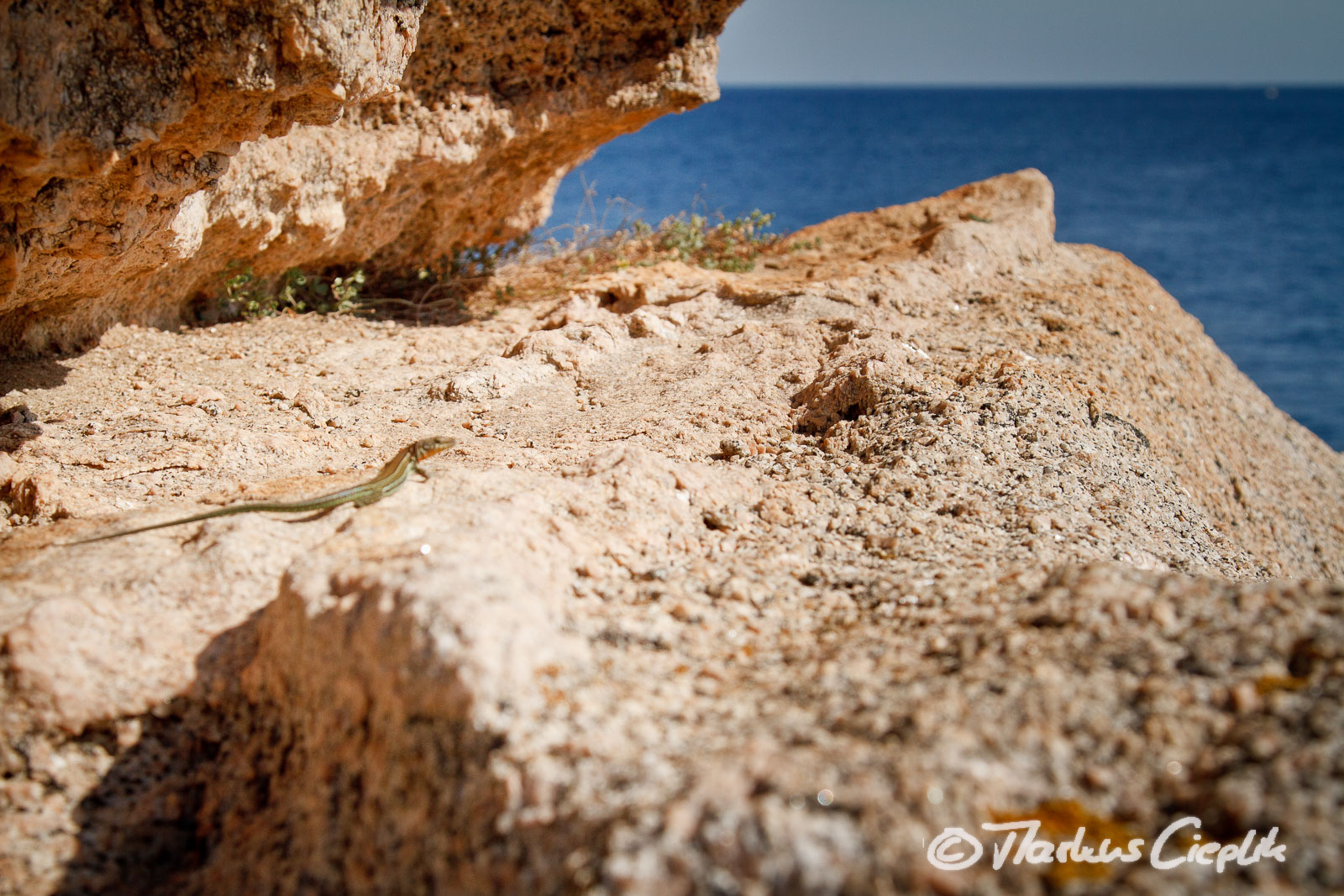 20110922_114659_Sardinien_1367.jpg